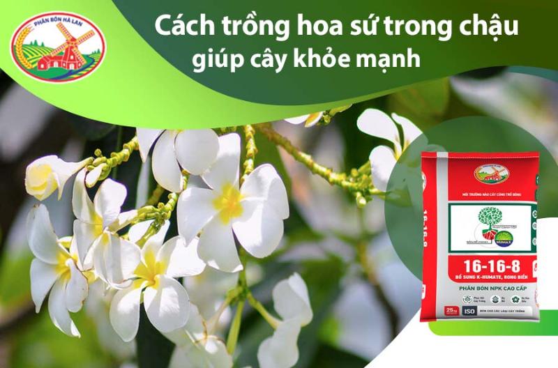 Hinh anh mot cay khe canh khoe manh duoc cham soc tot trong chau